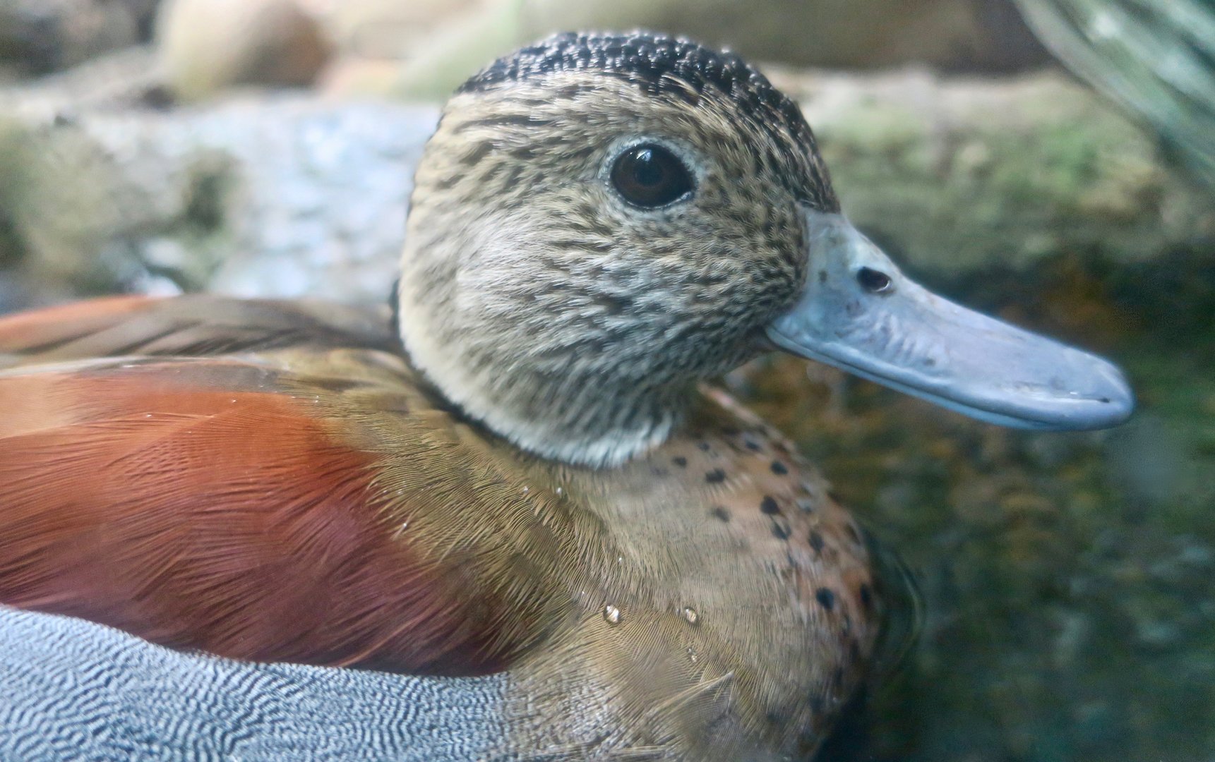 Ringed Teal (Callonetta leucophrys)