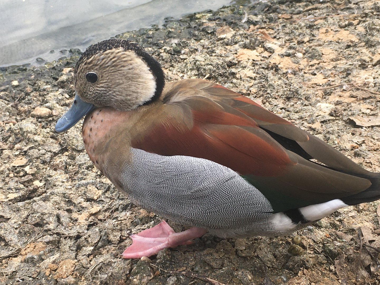 Ringed Teal (Callonetta leucophrys)