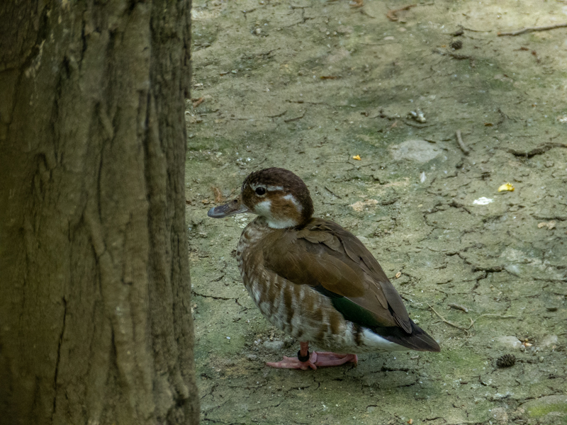 ringed teal (Callonetta leucophrys)