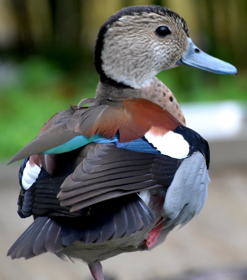 Ringed Teal (Callonetta leucophrys)