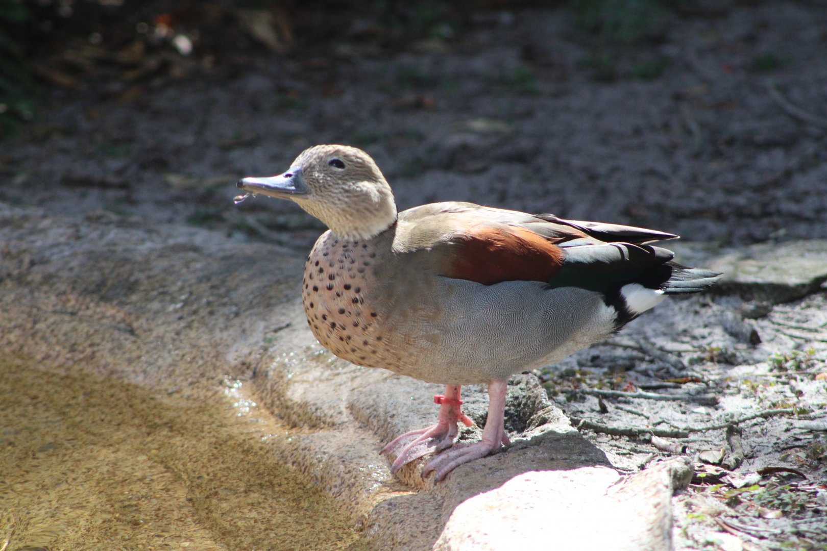 Ringed Teal (Callonetta leucophrys)
