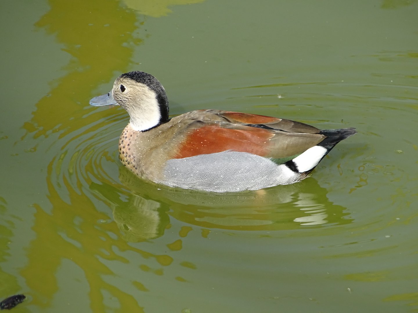 Ringed teal (Callonetta leucophrys)