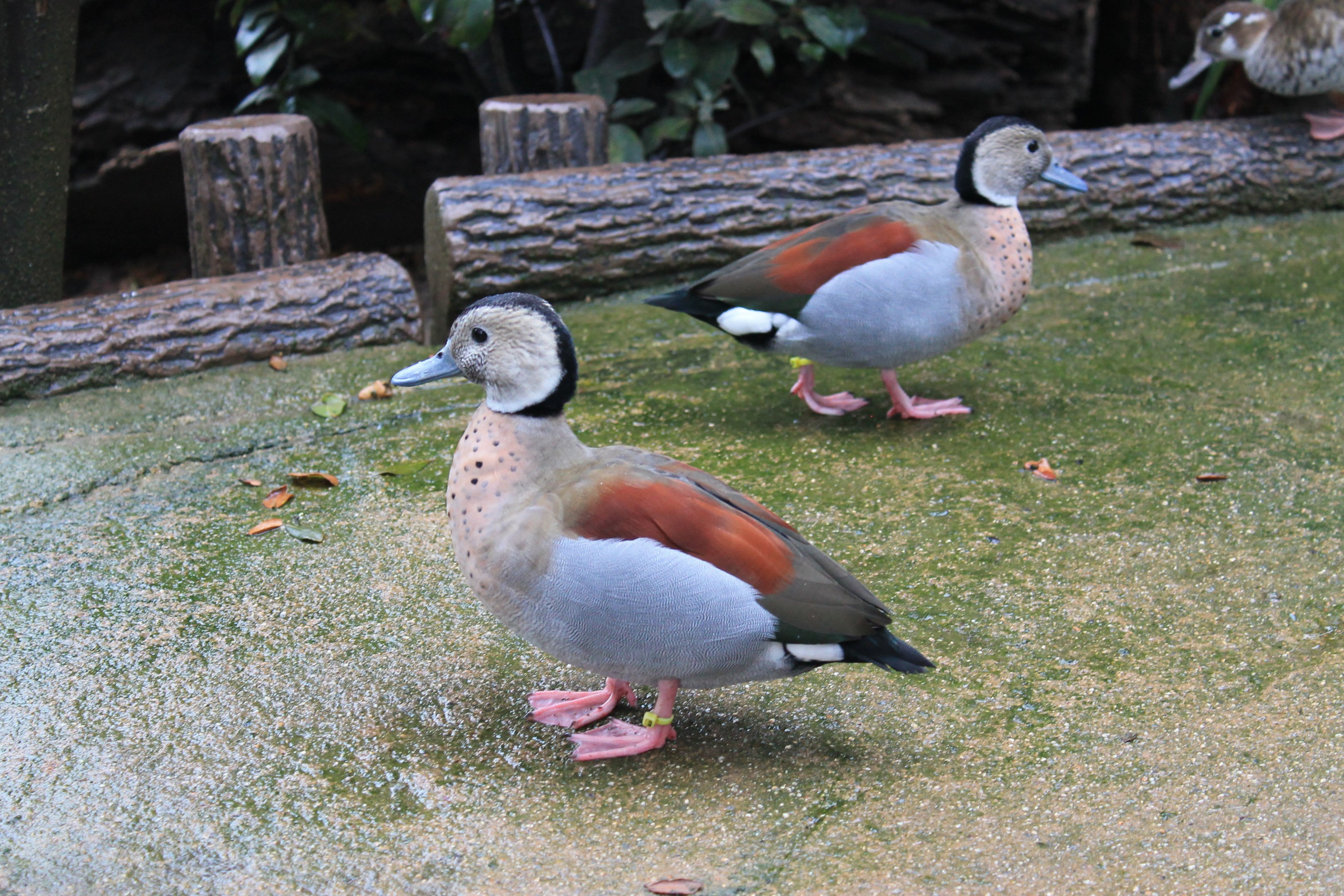 Ringed Teal (Callonetta leucophrys)