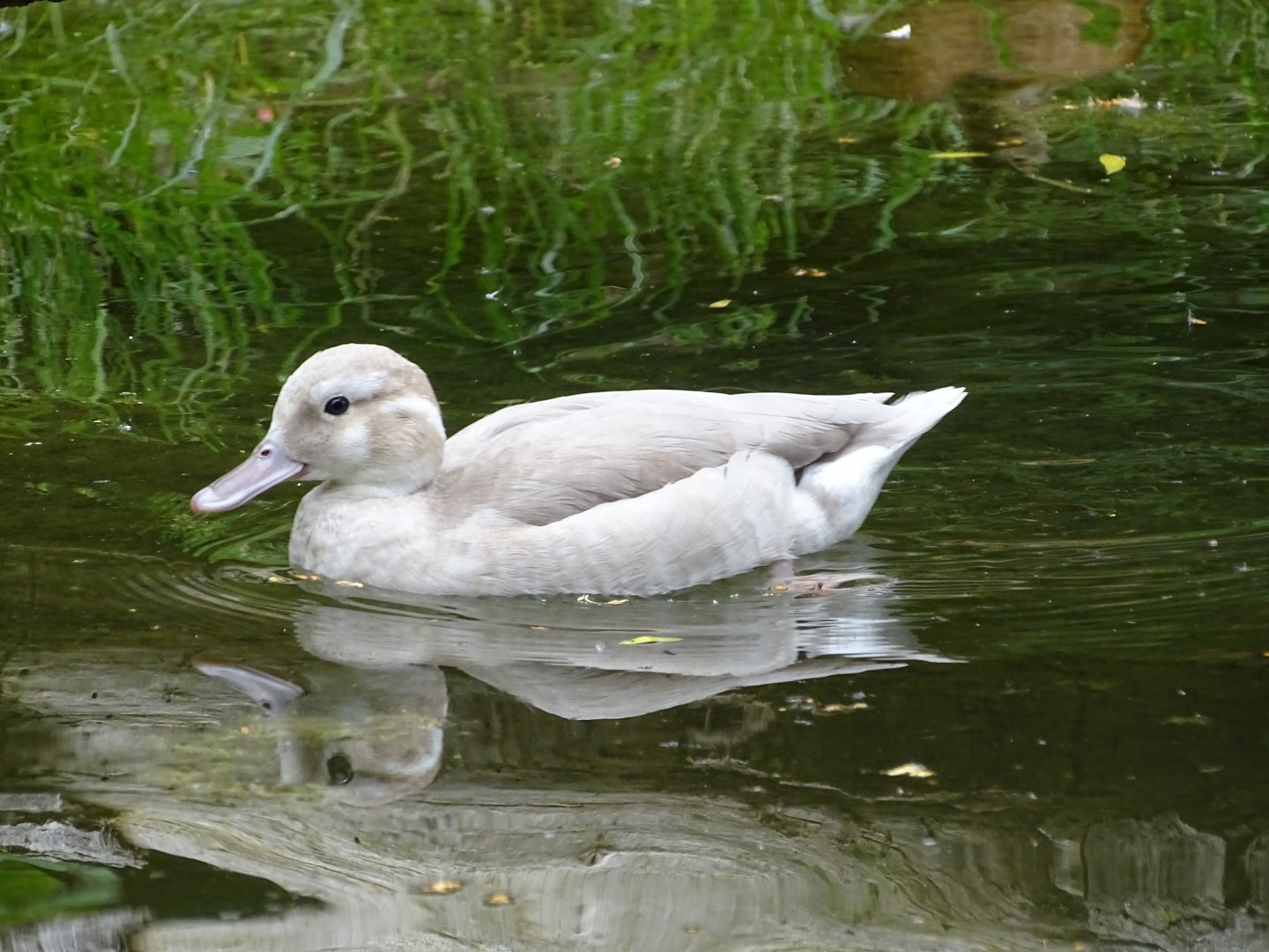 Ringed teal (Callonetta leucophrys)