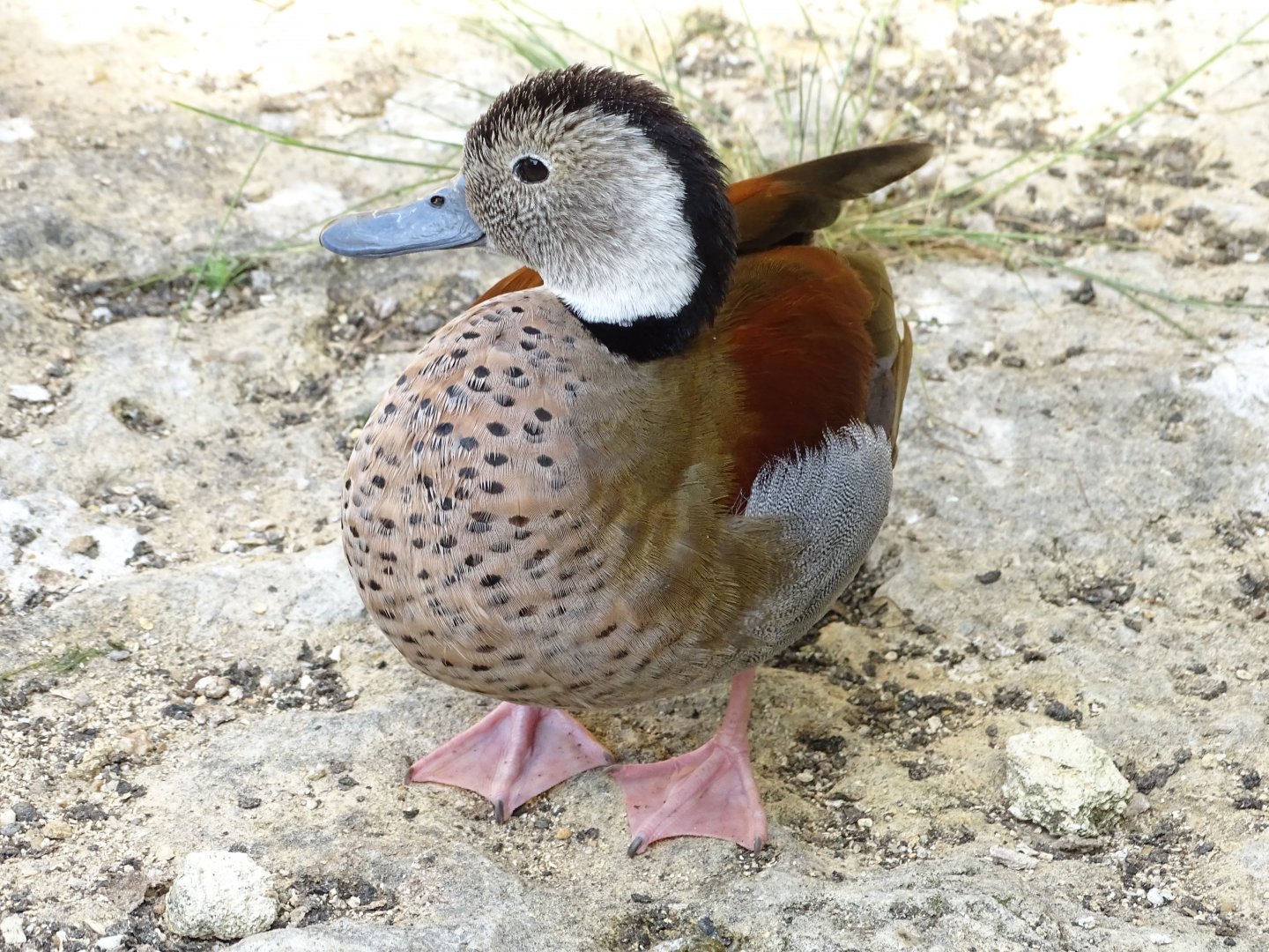 Ringed teal (Callonetta leucophrys)