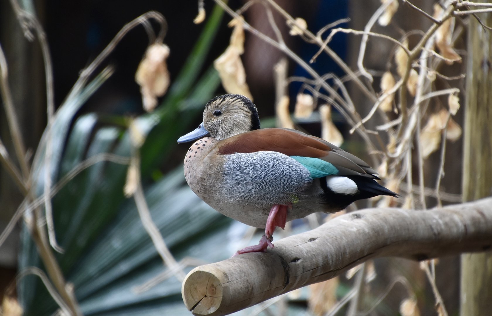 Ringed Teal (Callonetta leucophrys)