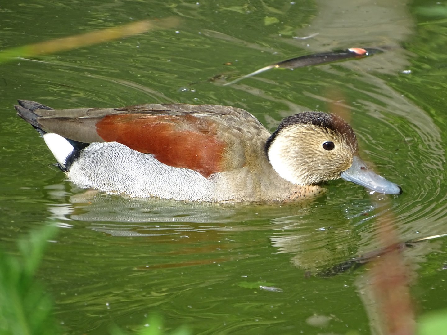 Ringed teal (Callonetta leucophrys)
