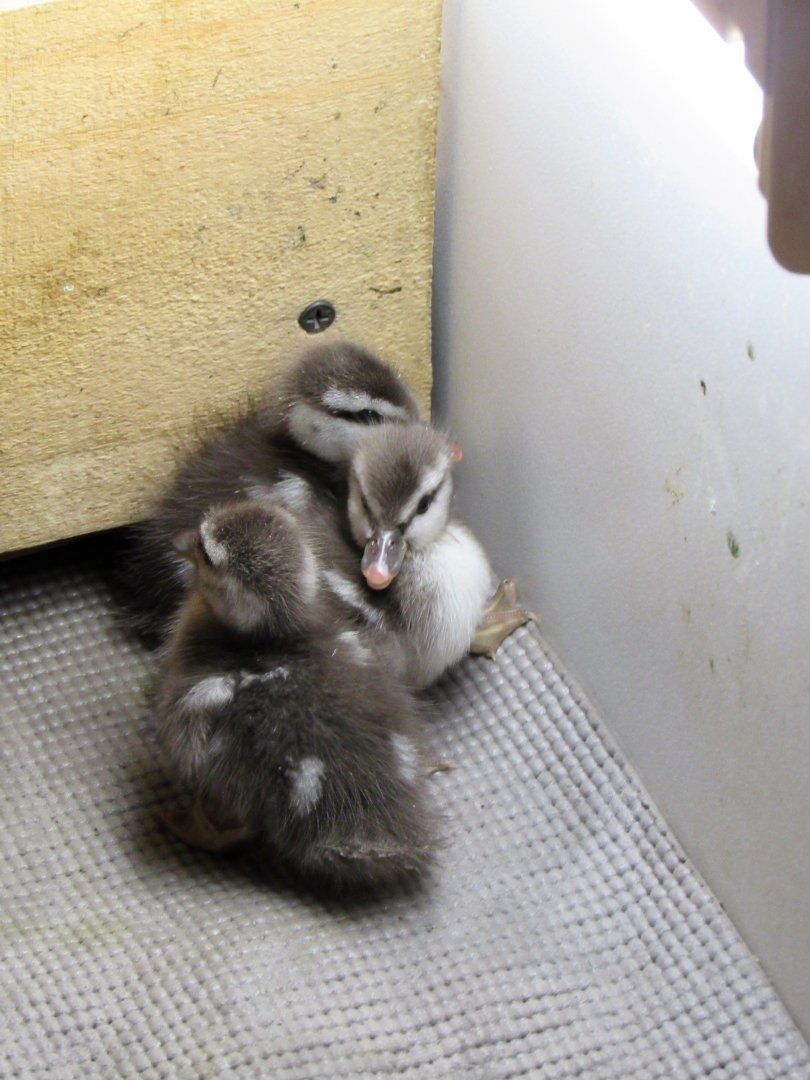 Ringed teal chicks