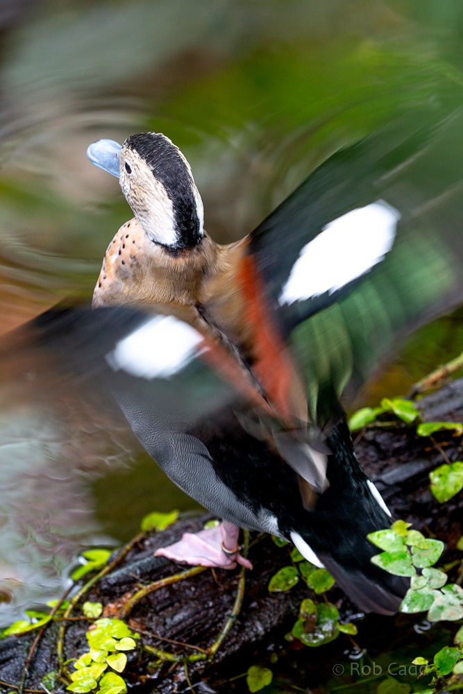 Ringed teal : Cotswold WP : 14 Jun 2019