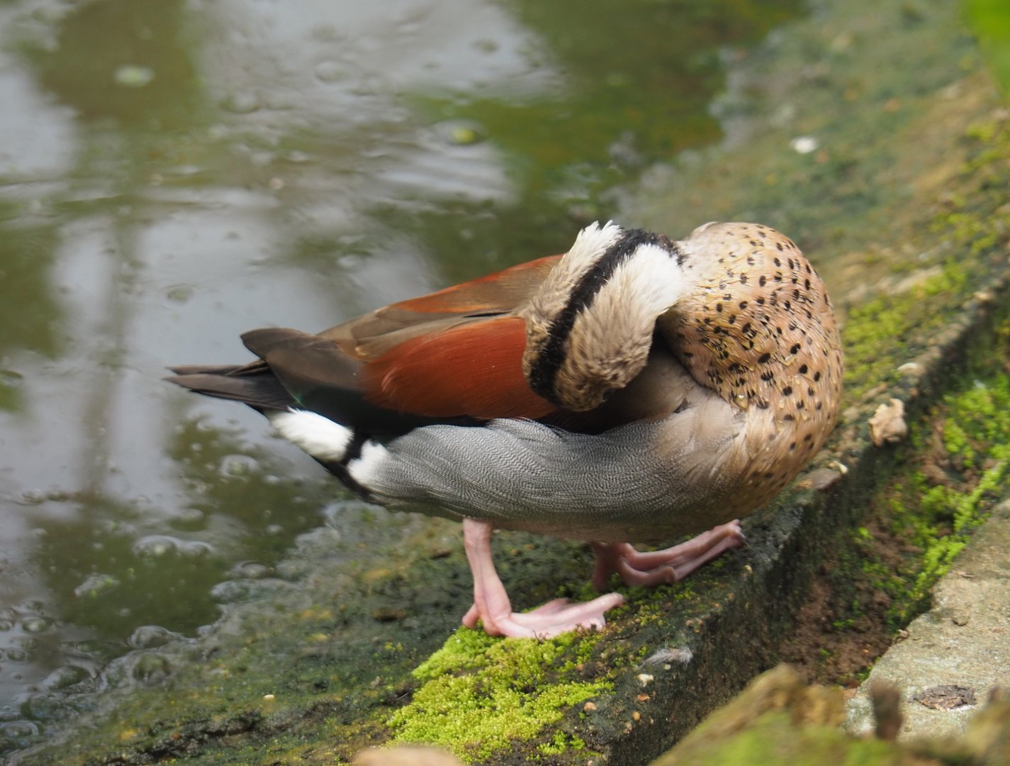 Ringed teal drake (Callonetta leucophrys), 2021-06-15