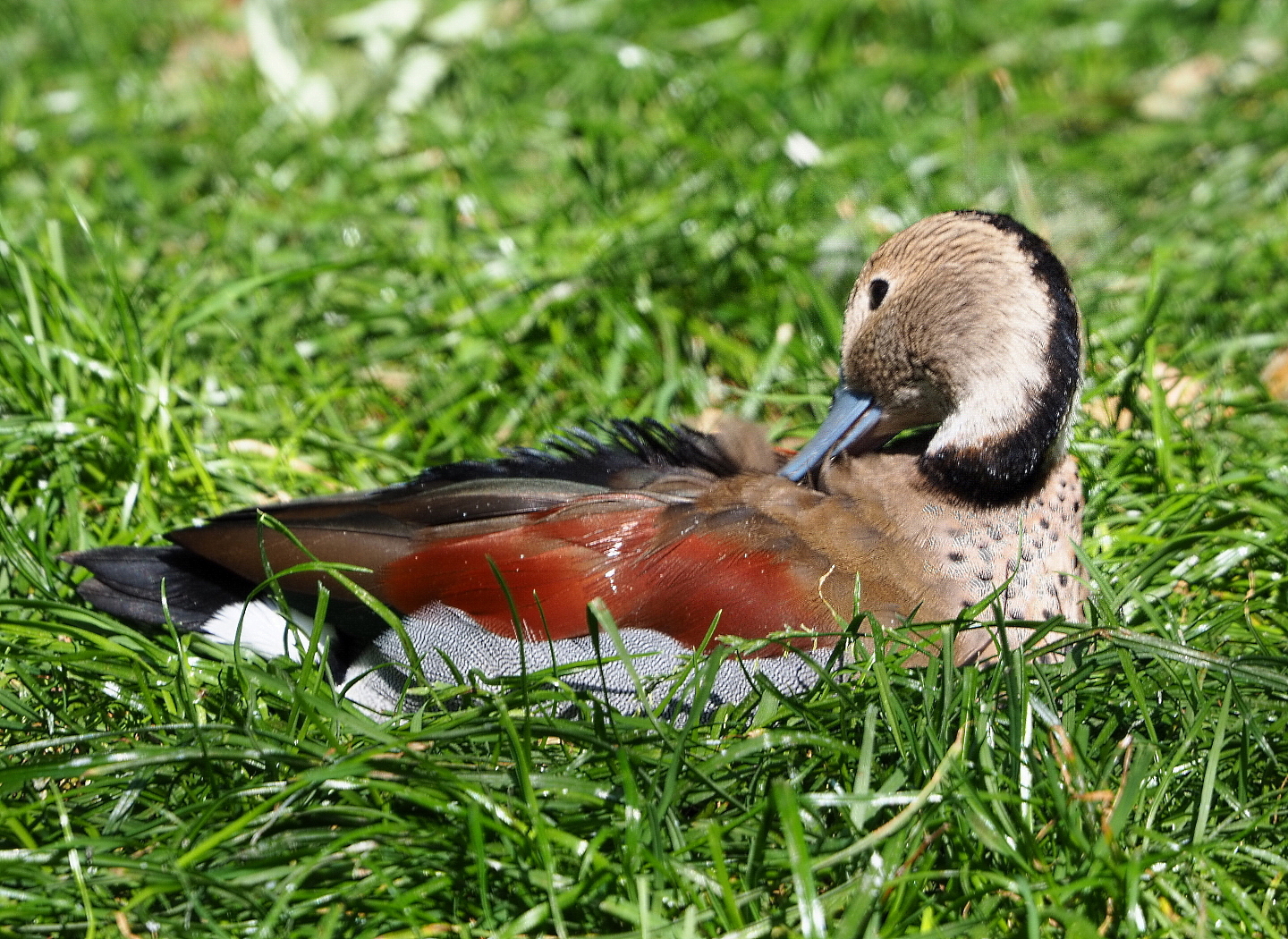 Ringed teal drake (Callonetta leucophrys), 2021-09-02