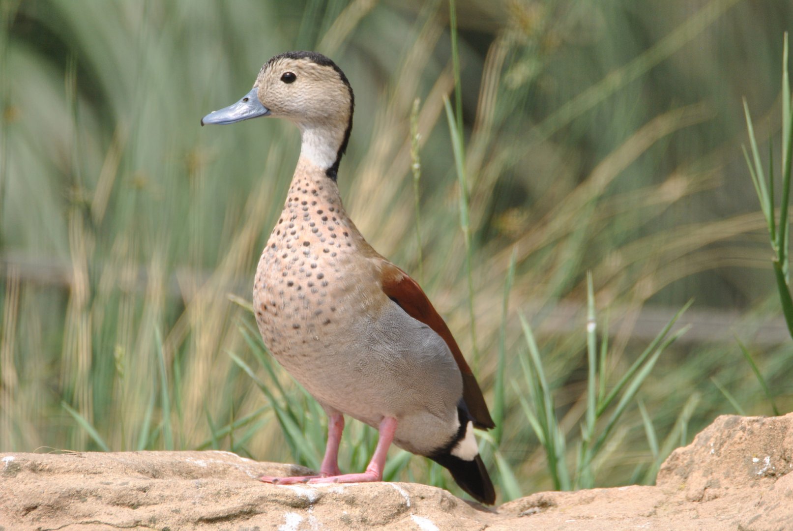 Ringed teal drake (Callonetta leucophrys)