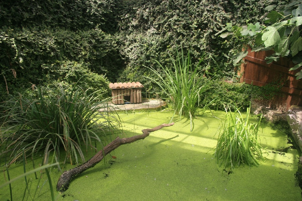 Ringed Teal enclosure