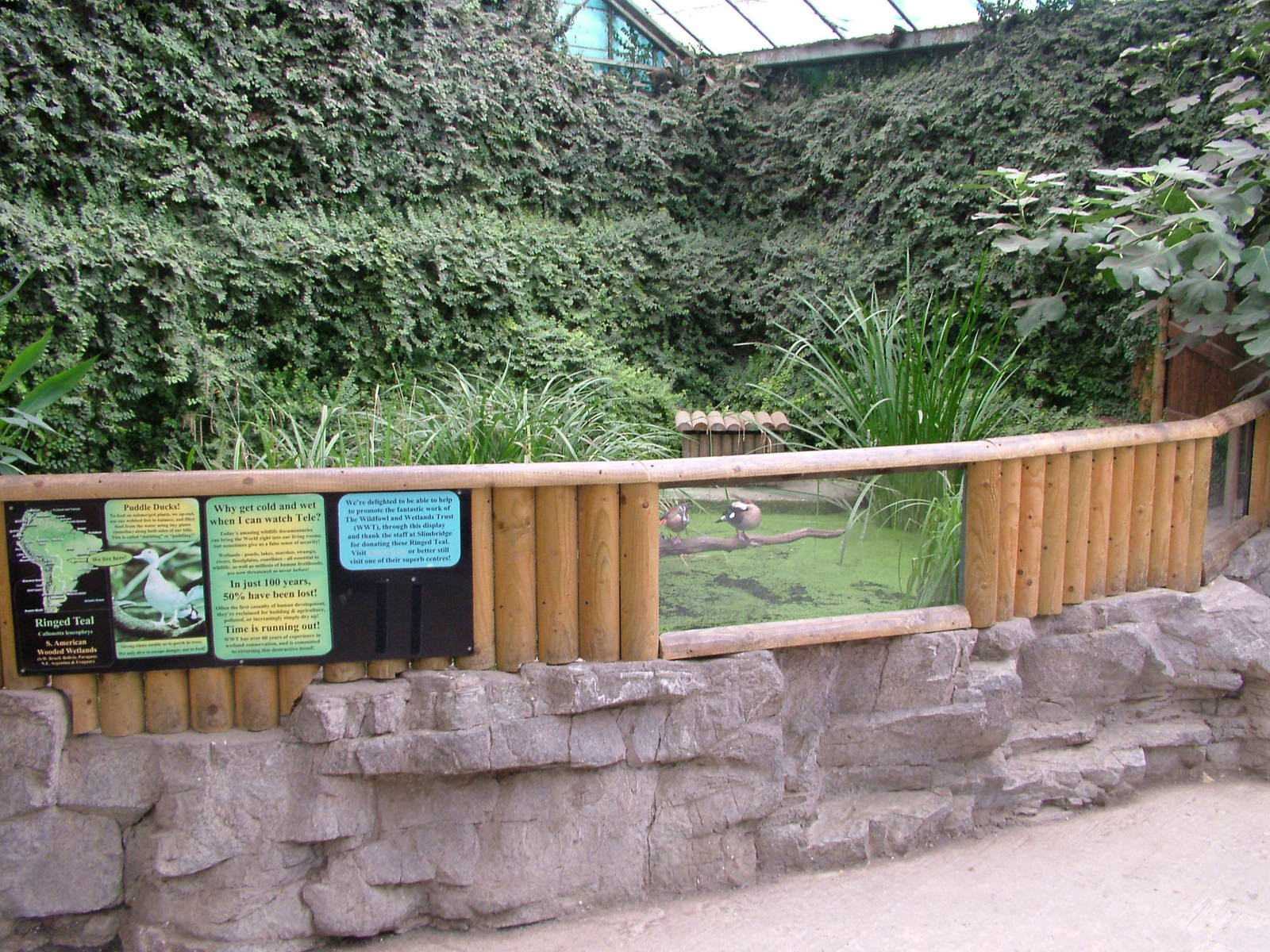 Ringed Teal Exhibit at the Palms: Final Visit, 08/08/10