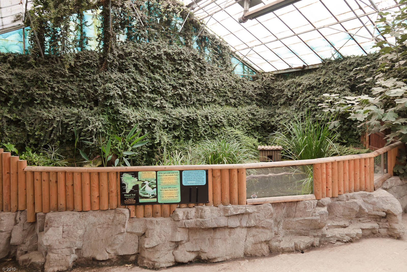 Ringed Teal Exhibit - Closing Day - 05/09/2010