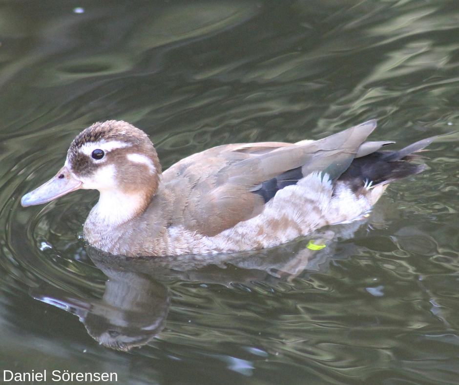 Ringed teal, female.