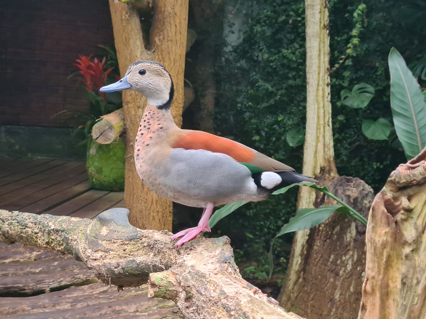 Ringed teal in "Amazon" hall