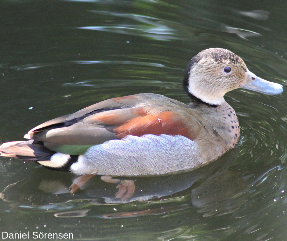 Ringed teal, male.