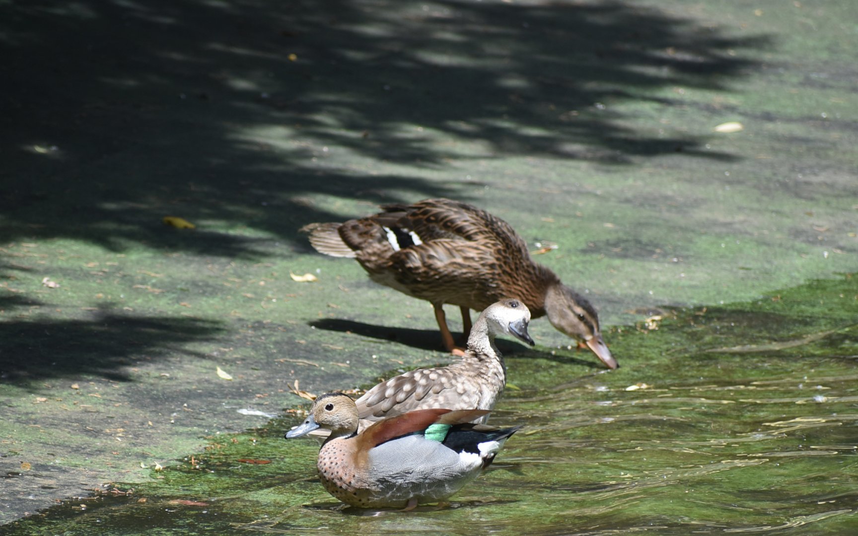 Ringed teal/Marbled duck/Mallard