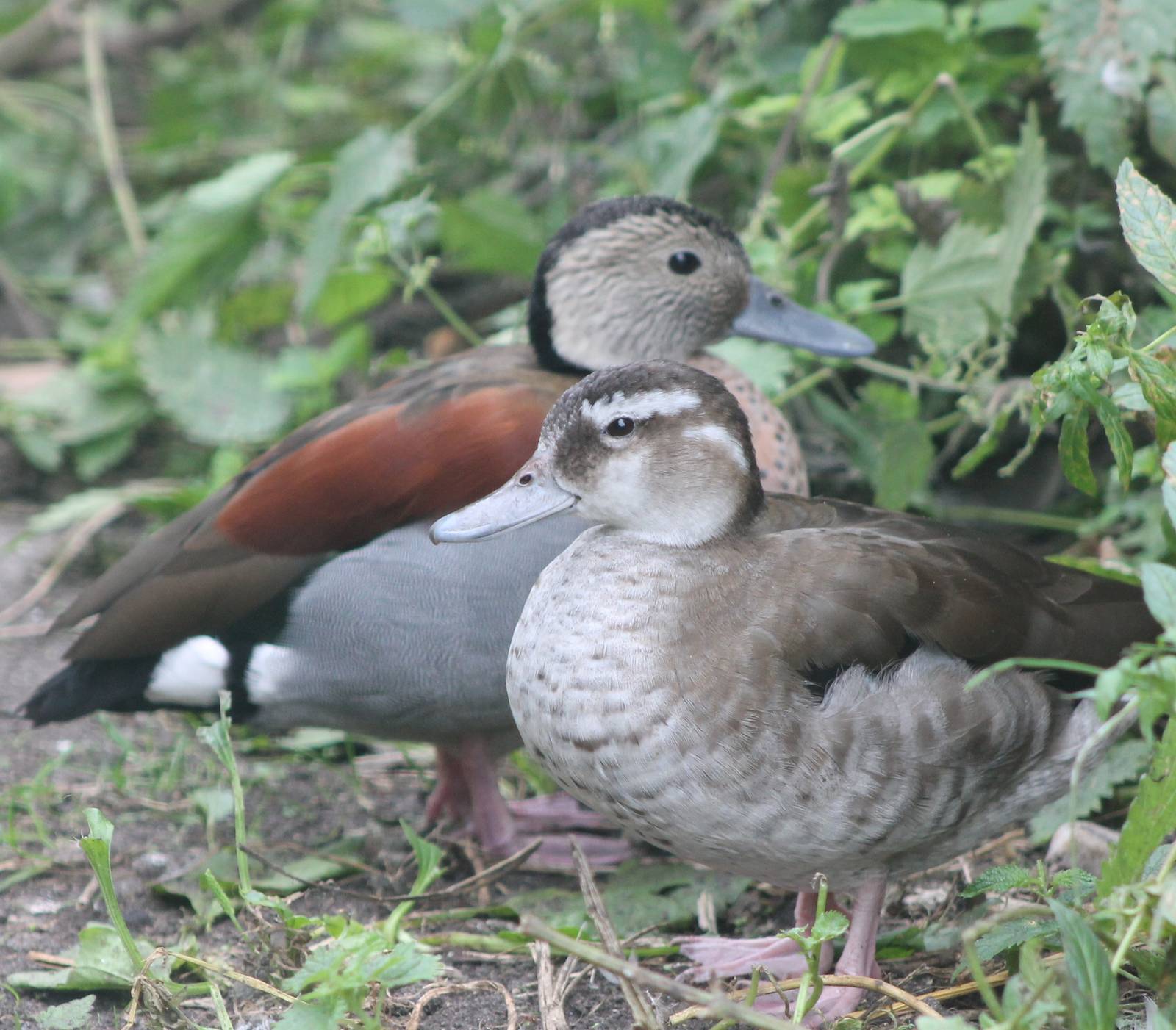 ringed teal pair