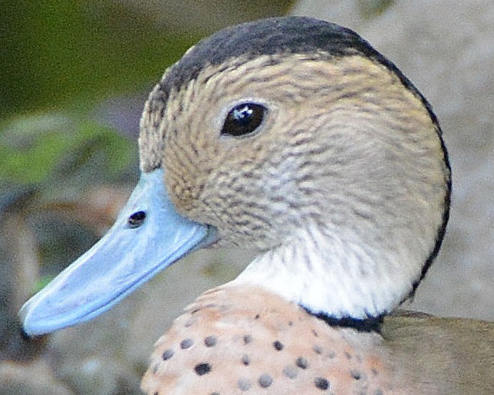 Ringed teal Portrait