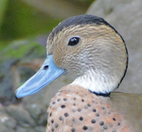 Ringed teal portrait.