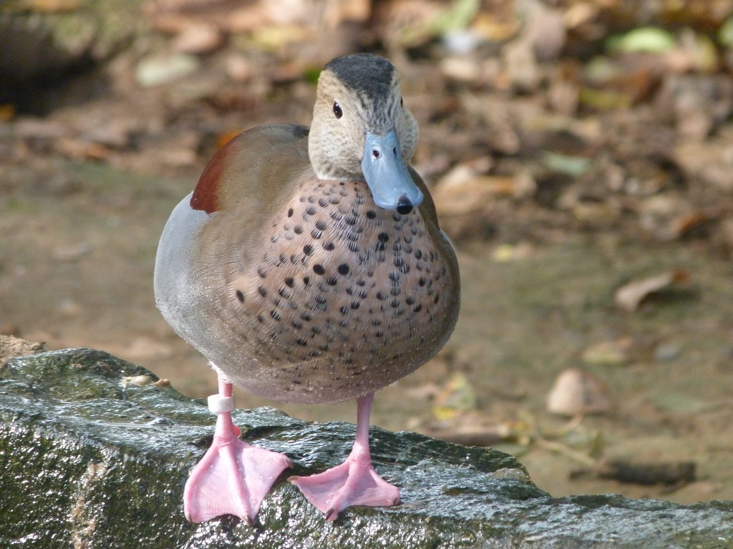 Ringed teal -Zoo de Santillana del Mar (2024)
