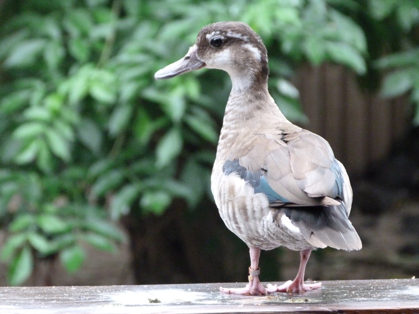 Ringed teal -Zoo Praha (2025)