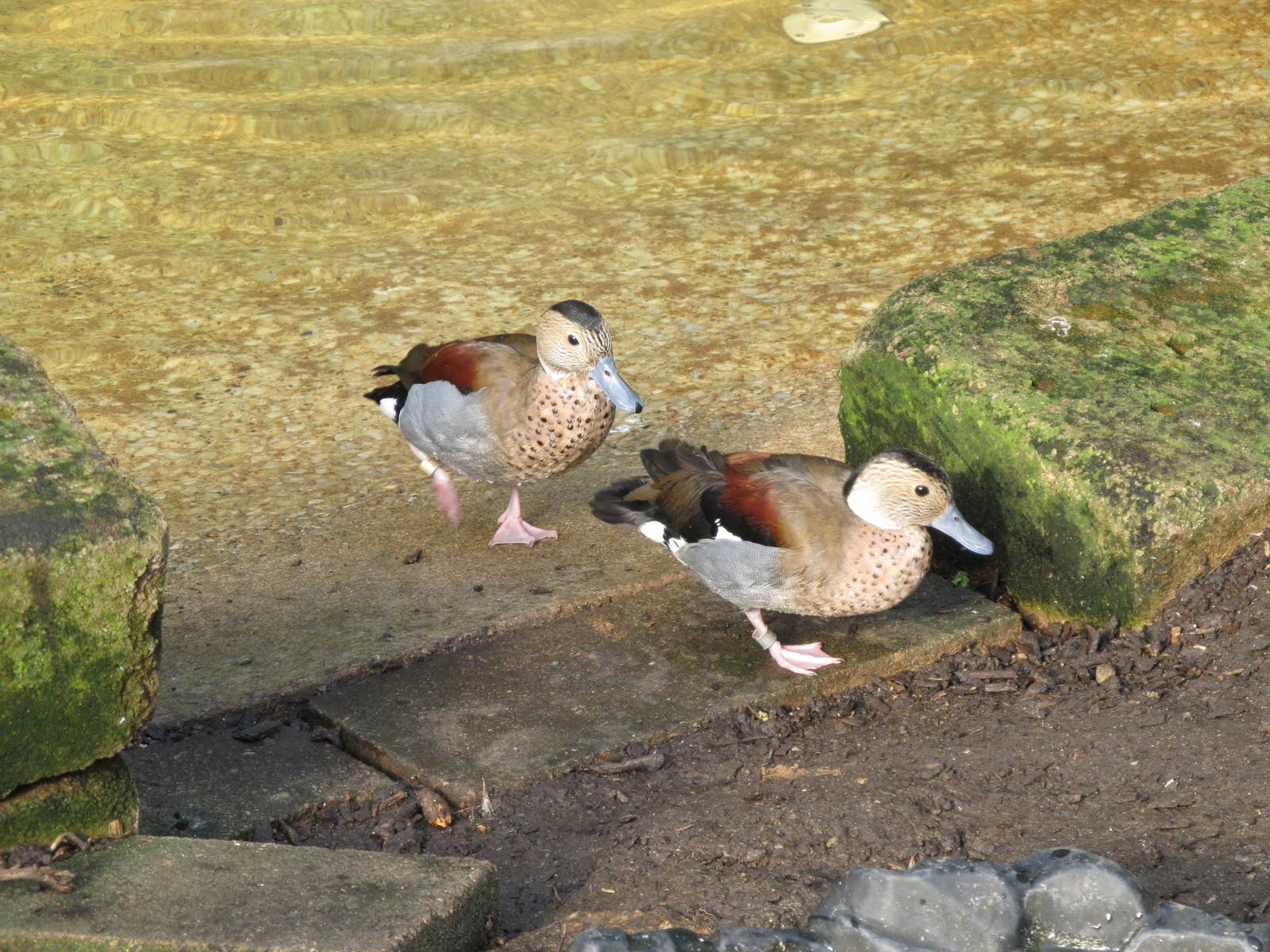 Ringed Teal