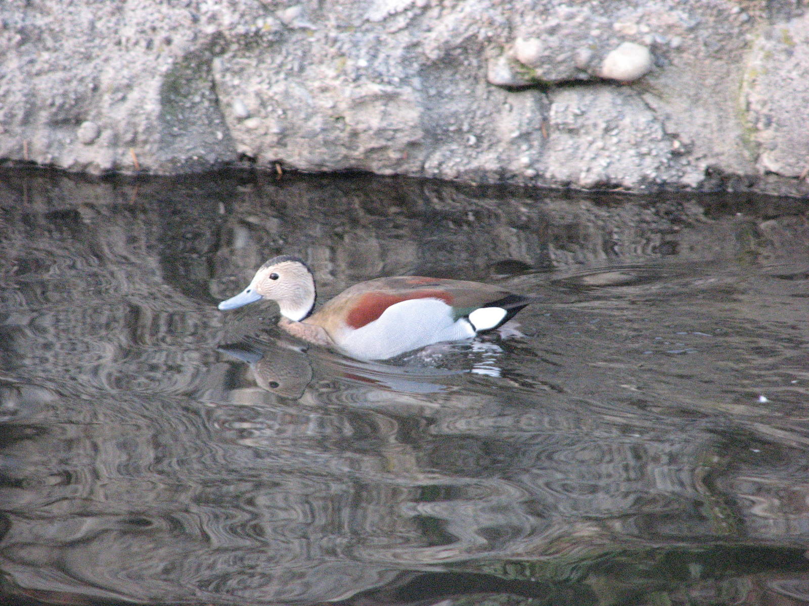 Ringed Teal