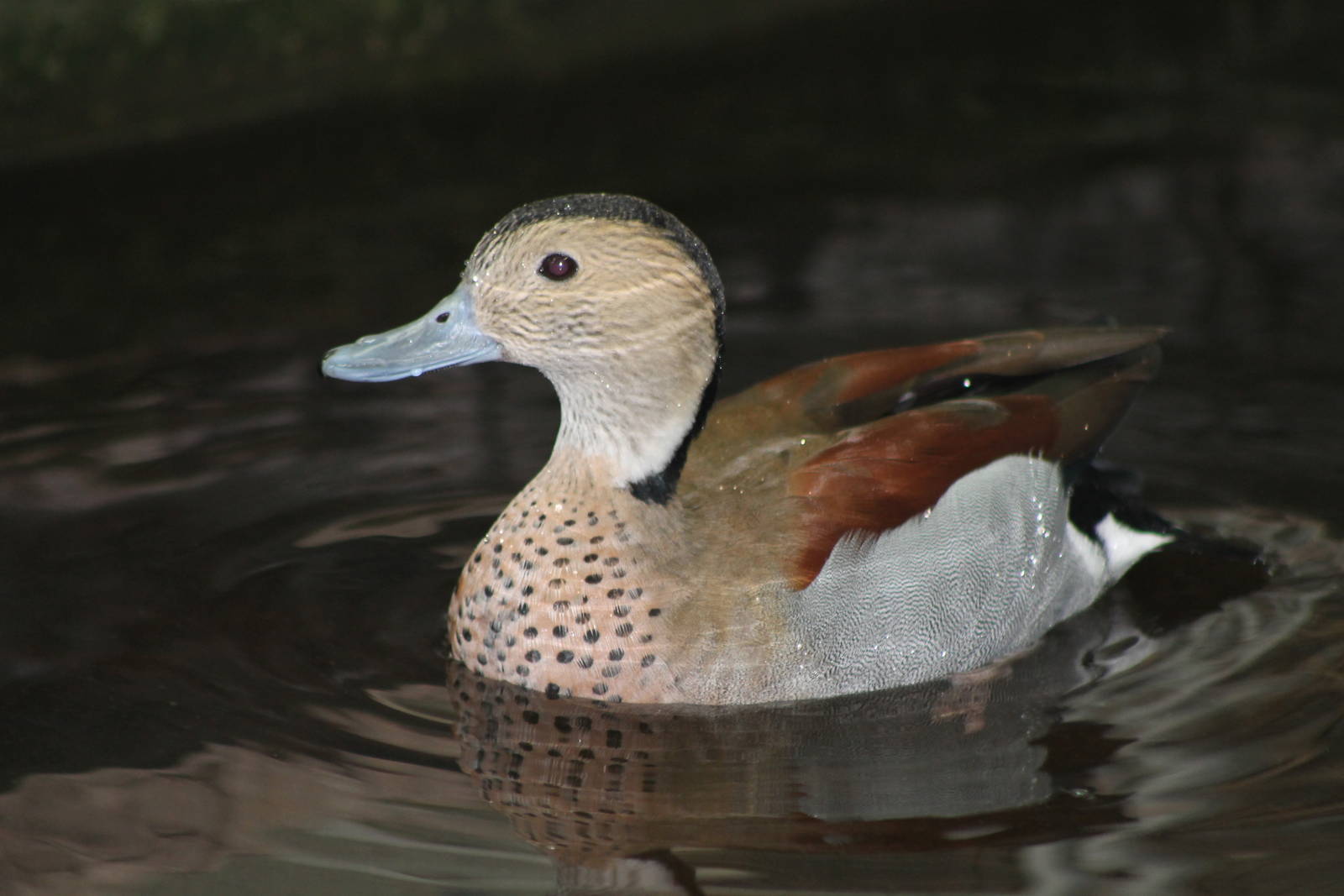 ringed teal