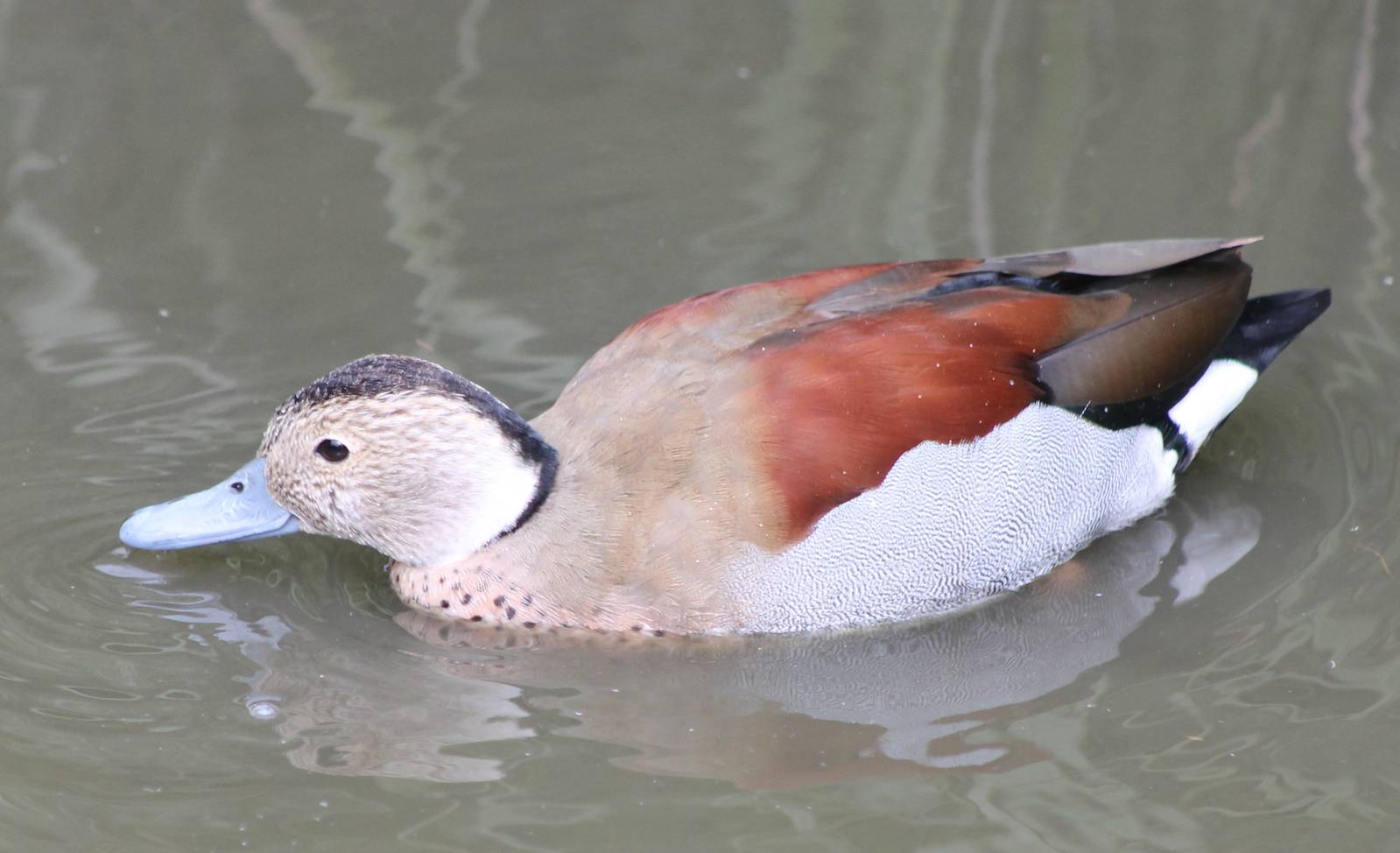Ringed teal