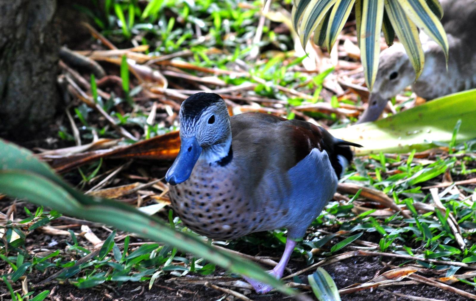 Ringed Teal