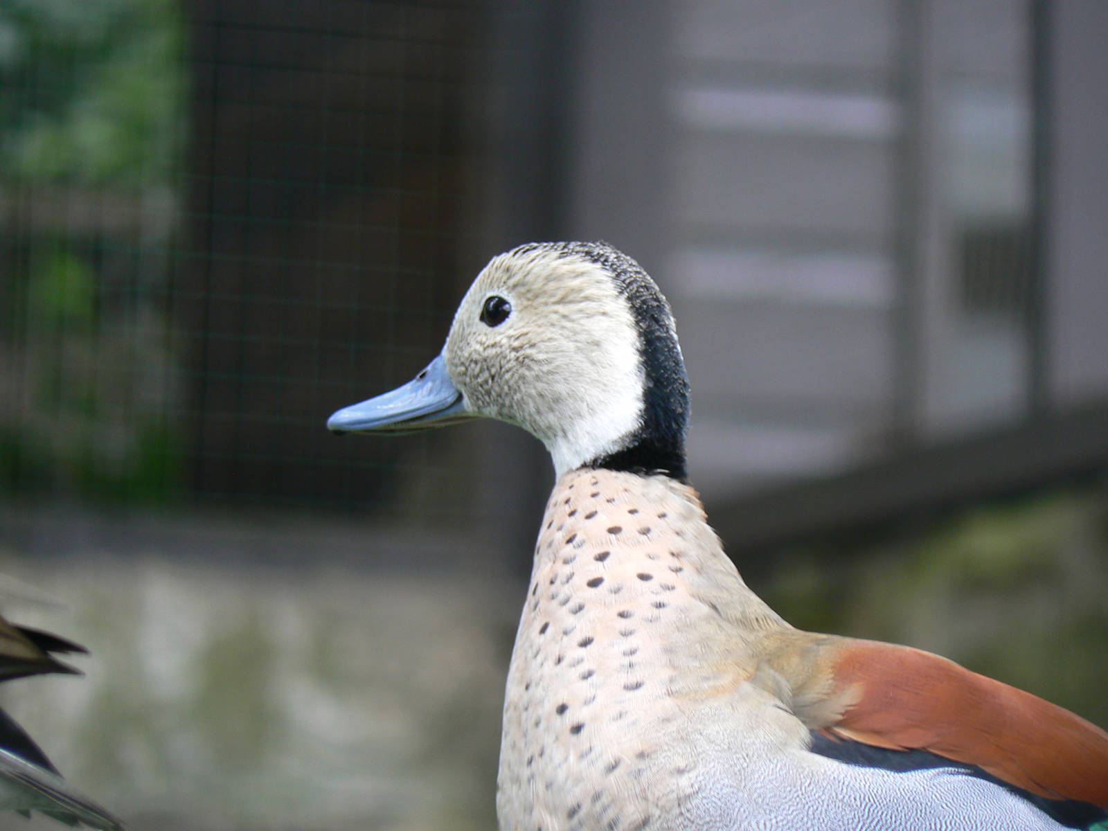 Ringed Teal