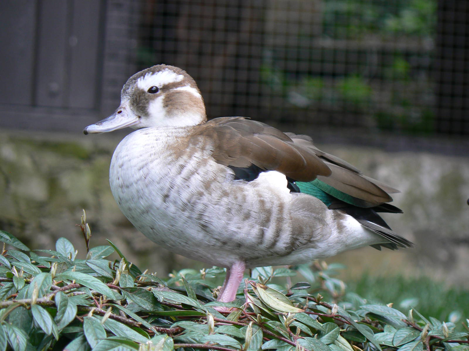 Ringed Teal