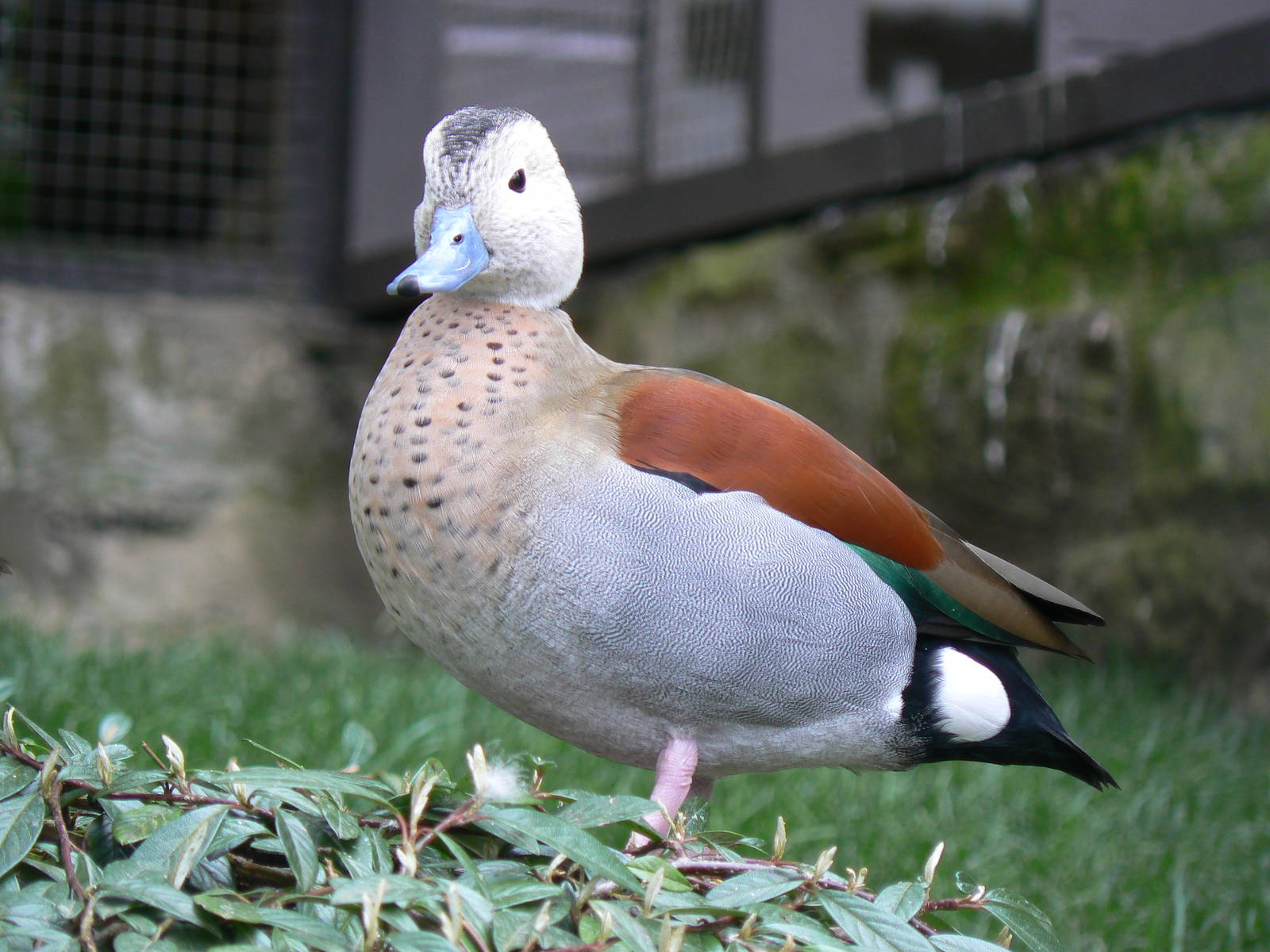 Ringed Teal