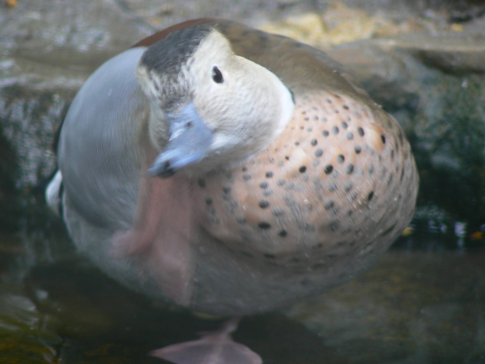 Ringed Teal