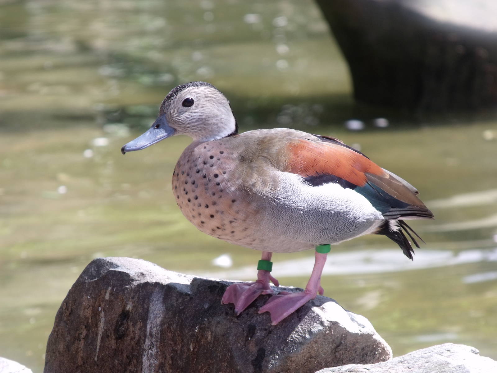Ringed Teal