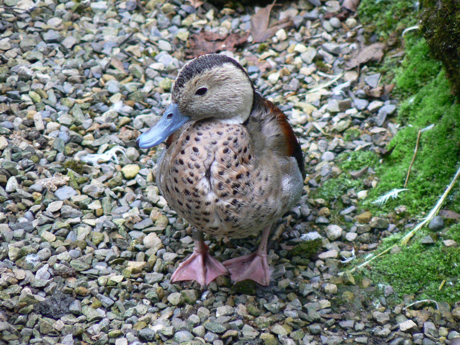 Ringed Teal