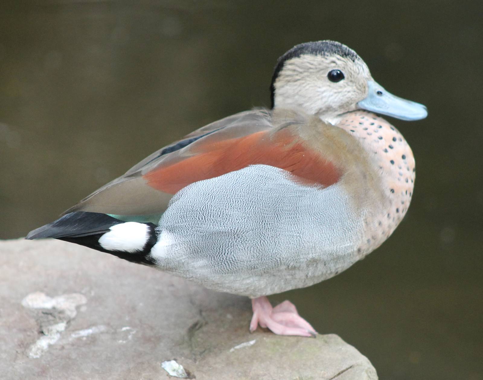 Ringed teal