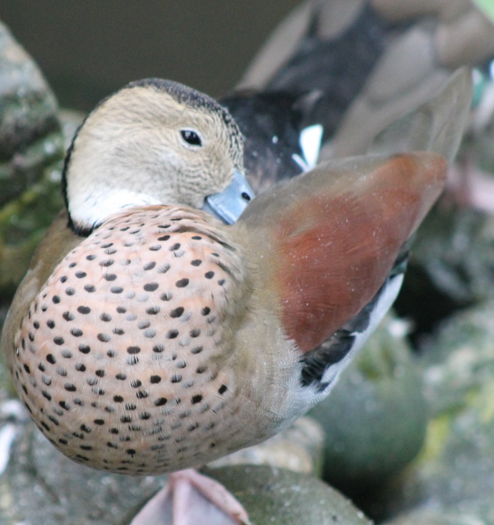 Ringed teal