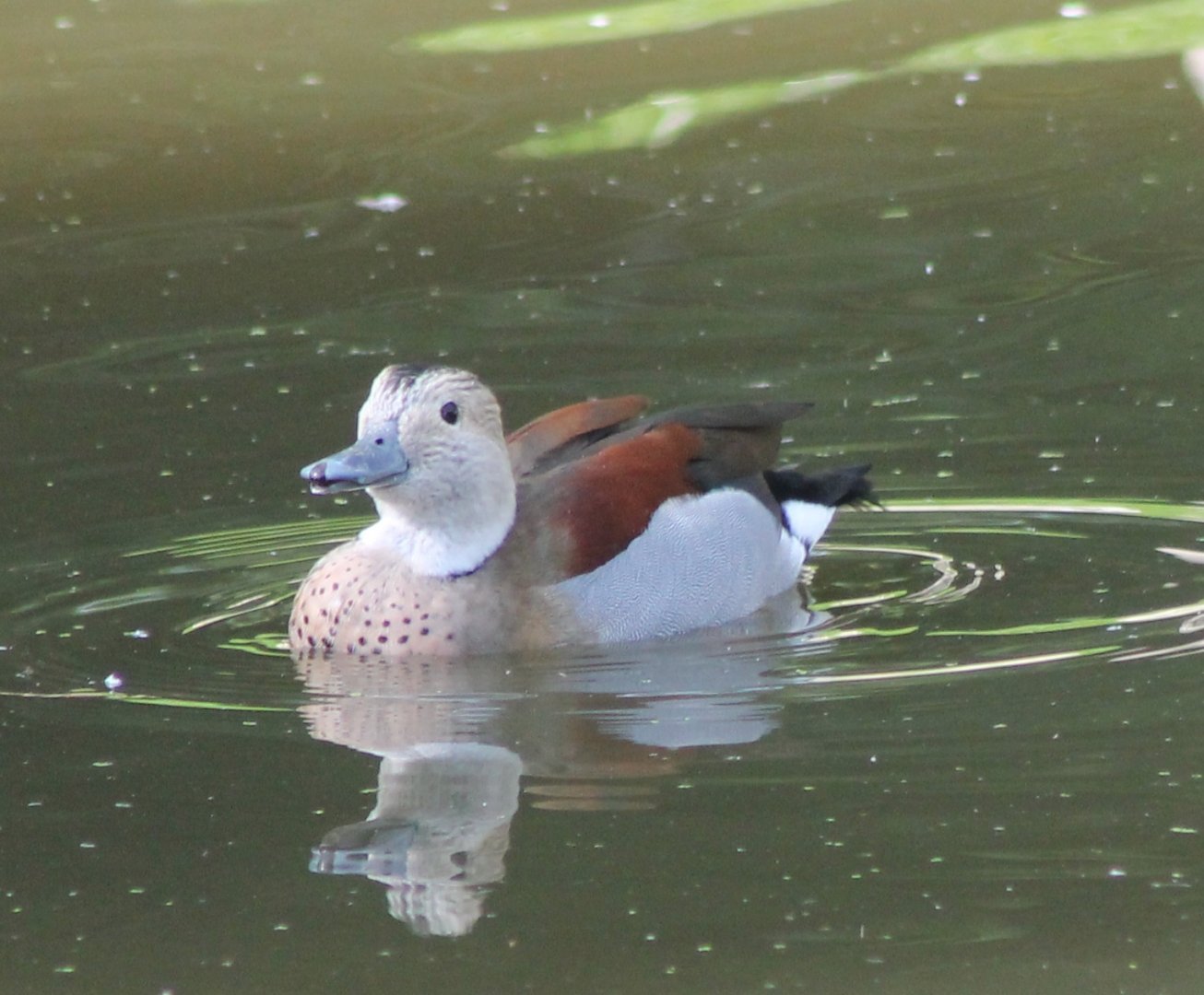 Ringed teal