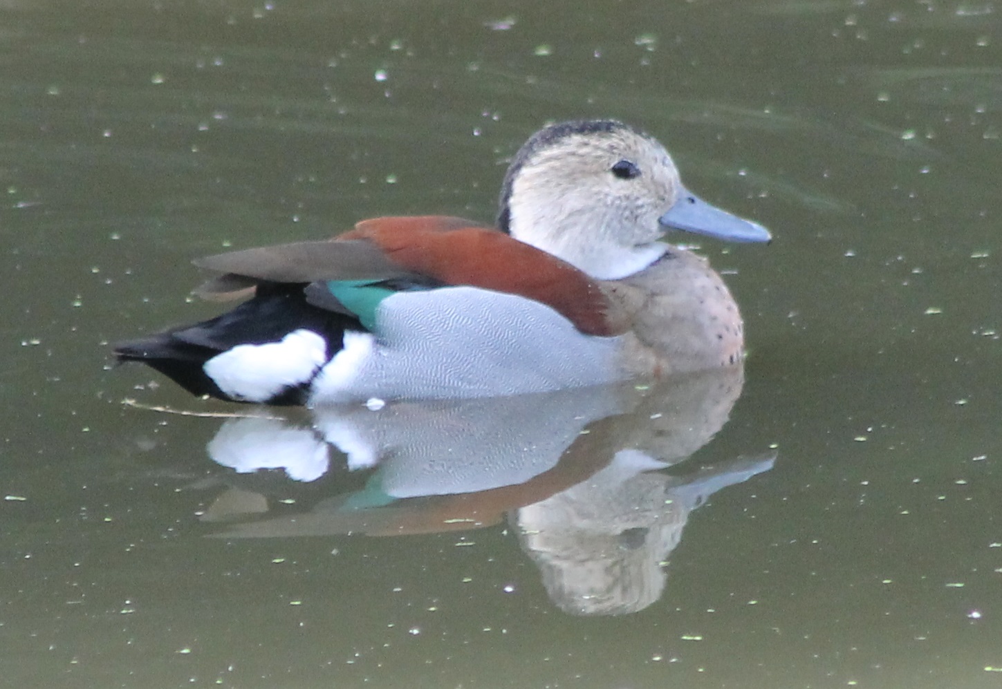 Ringed teal