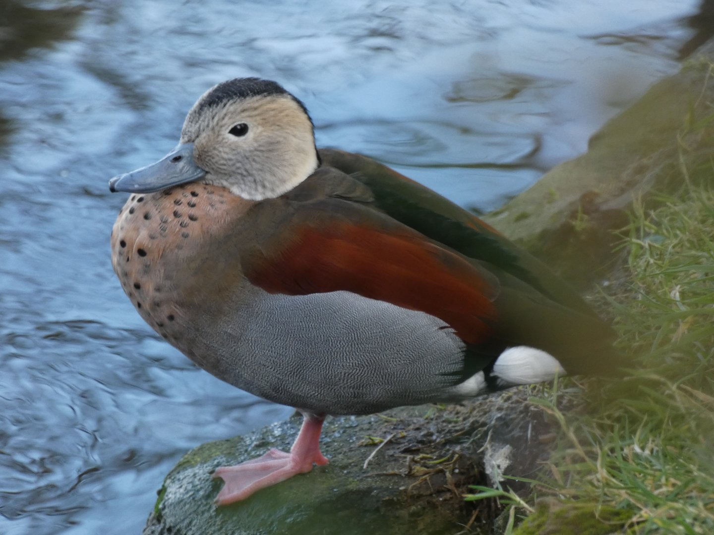 Ringed Teal