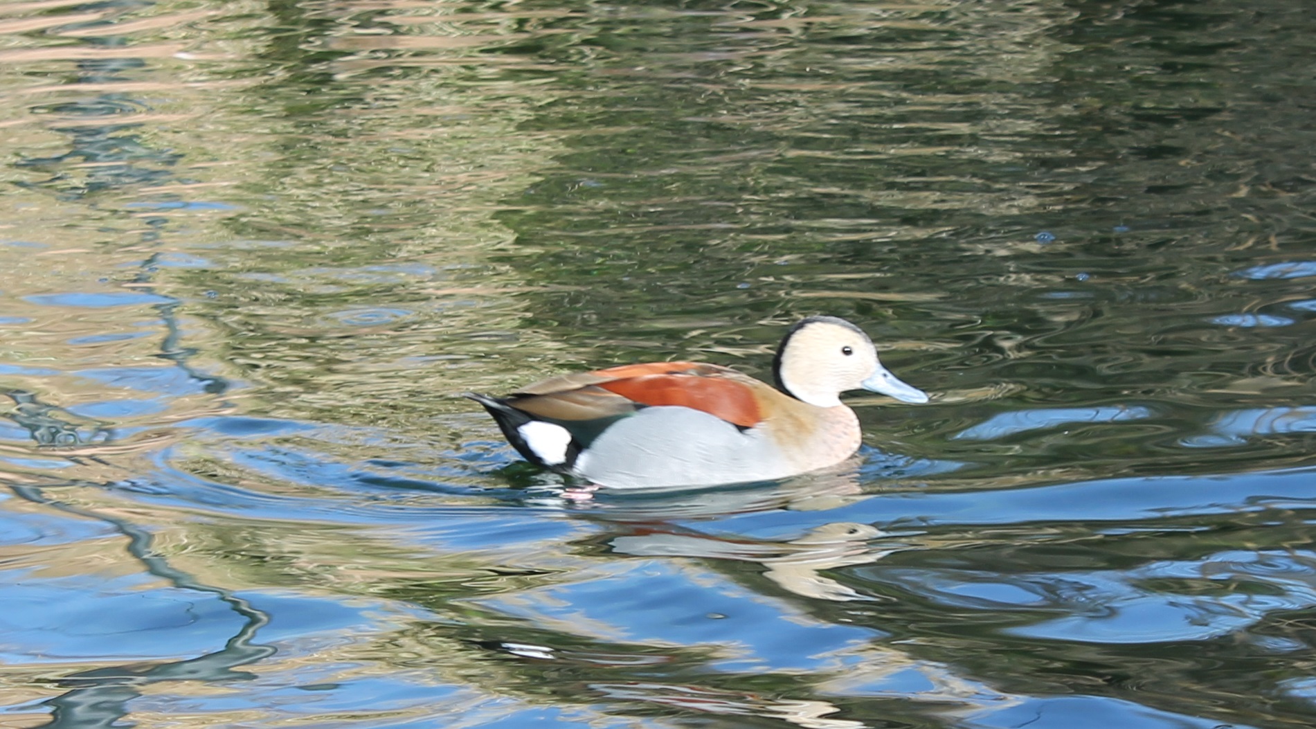 Ringed teal