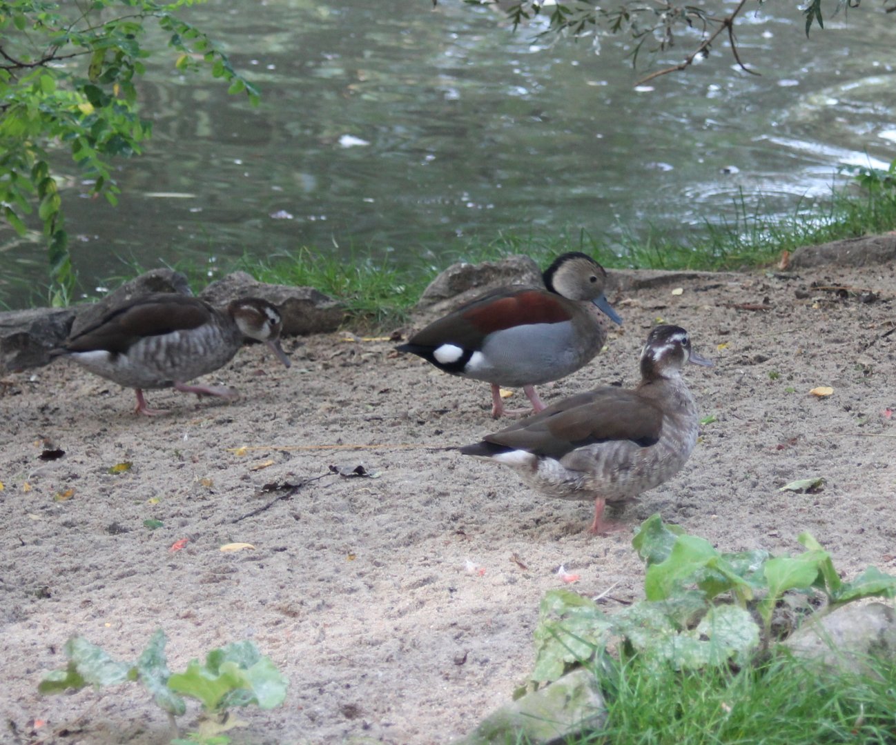 Ringed teal