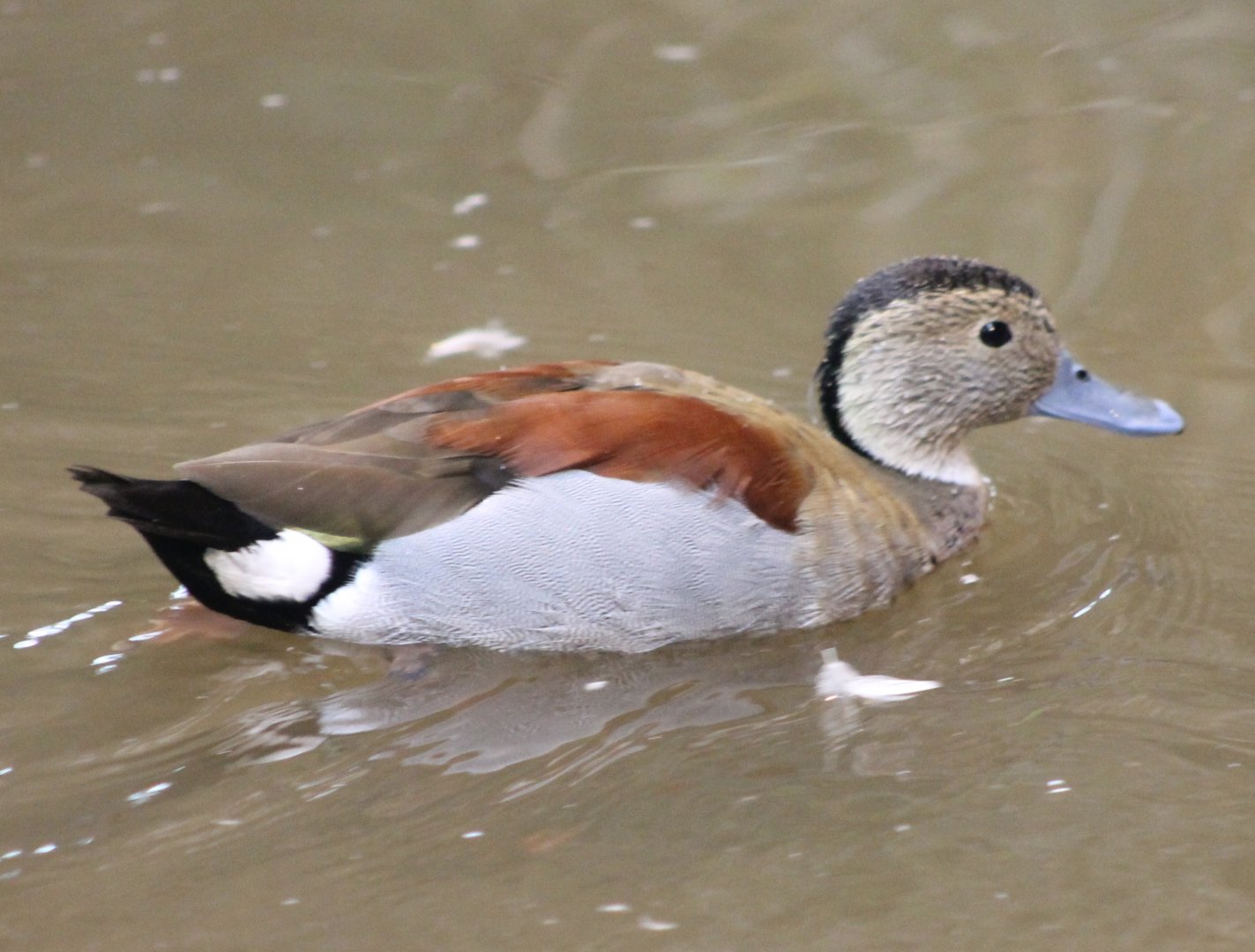 Ringed teal
