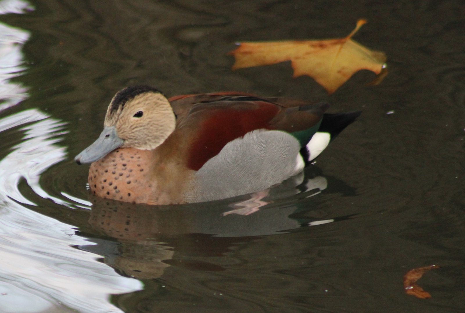 Ringed teal