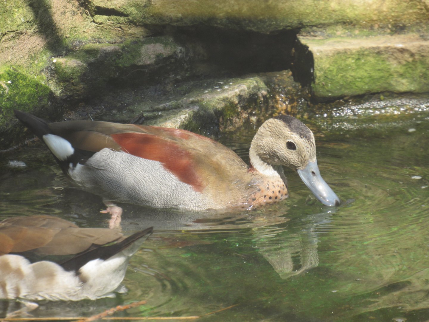 Ringed Teal