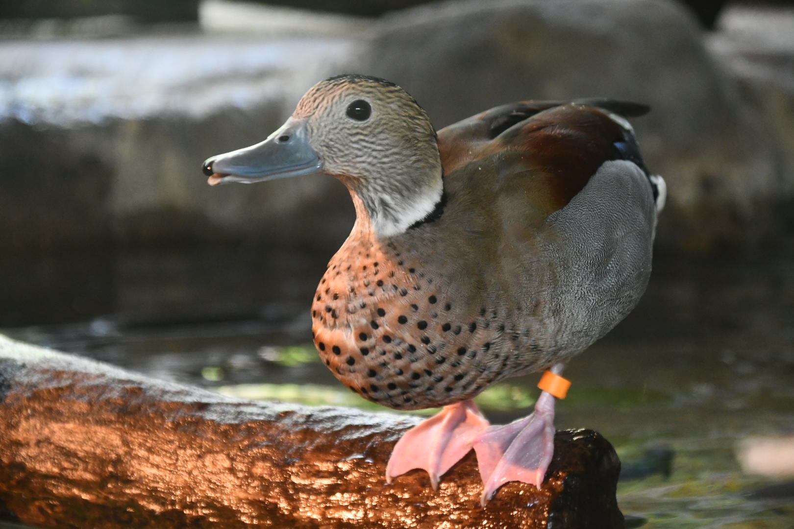 Ringed teal